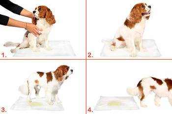 Absorbent Hygiene Pads for Pets XL 90x60 (100 pcs)