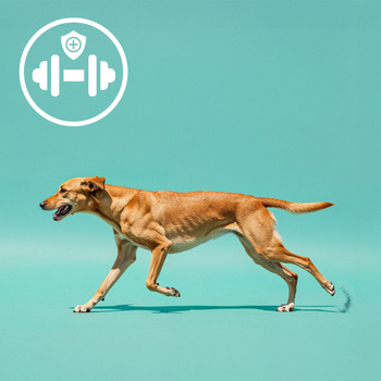 MERSJO bone with rabbit and prebiotic 10 cm - for puppies and seniors