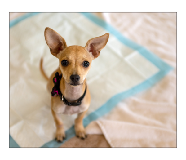 Absorbent Hygiene Pads for Pets XL 90x60 (100 pcs)
