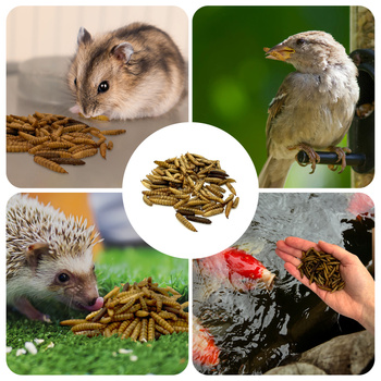 Suszone larwy muszki żołnierskiej dla gadów, gryzoni i ryb 1kg BSL