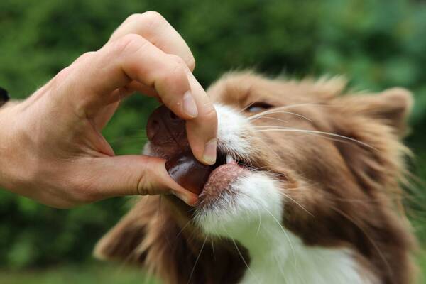 Geloren Large Dog 420g - Mieszanka uzupełniająca, żelki dla psów na stawy